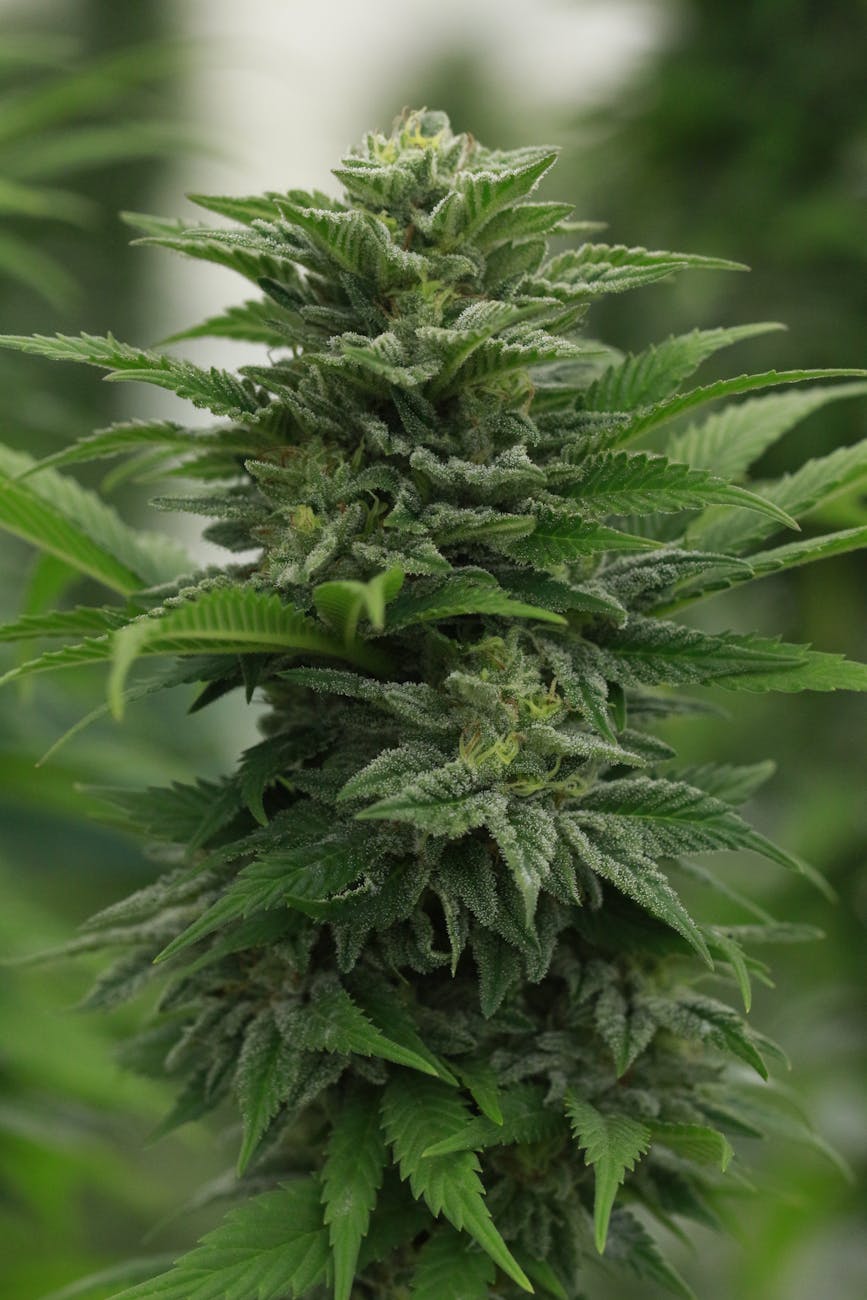 lush leaves of cannabis plant